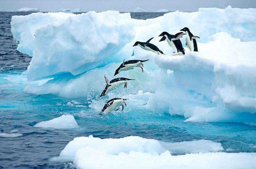 阿根廷南极四岛王企鹅群22天摄影巡游（福克兰群岛 — 南设特兰群岛 — 南极半岛 — 南乔治亚岛）